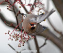 Waxwing Close Up