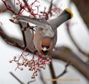 Waxwing Feeding again...