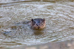Wild Otter in River Stour, Dorset - January 2018