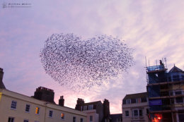 Starling Murmuration 2018 -Weymouth Town Centre