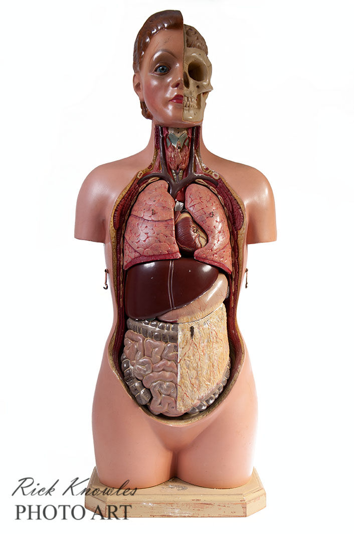 Anatomical Model
