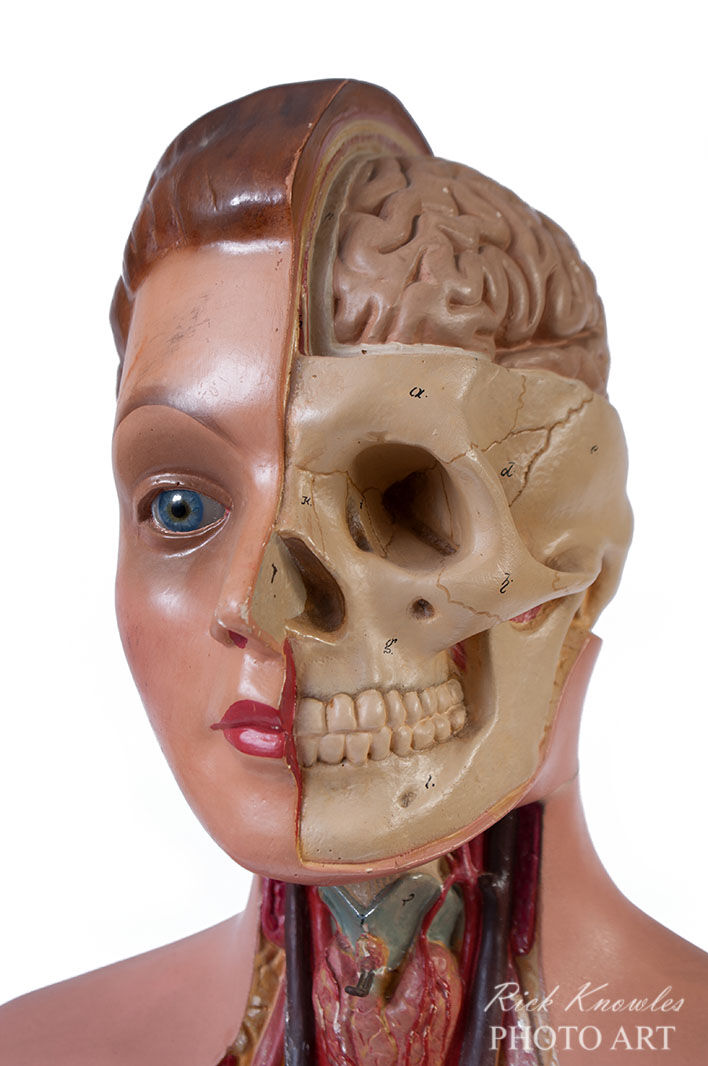 Anatomical Model Head