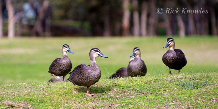 Ducks on a Grassy Knoll