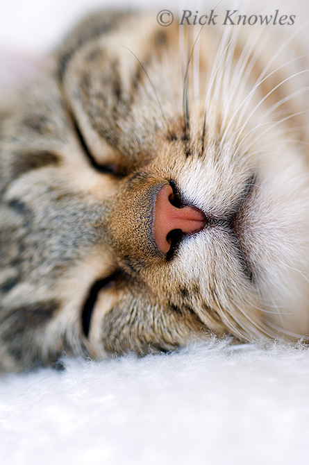 Tabby Cat Sleeping
