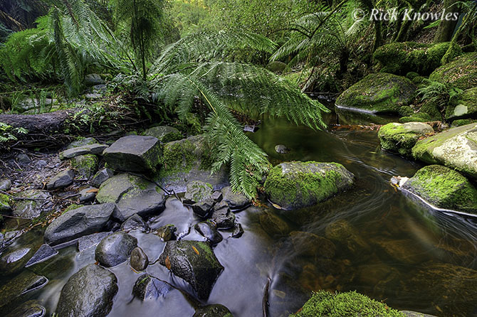 Rainforest