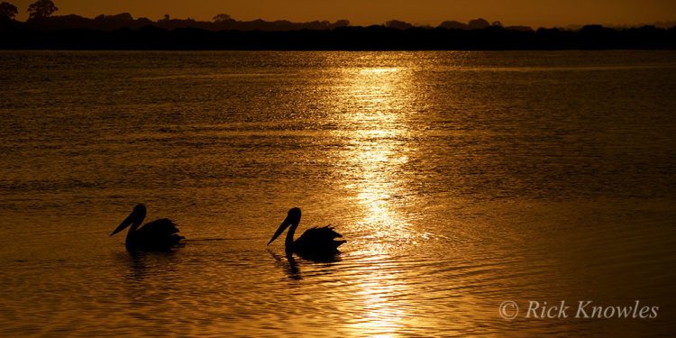 Pelicans Silhouette