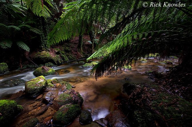 Rainforest Creek
