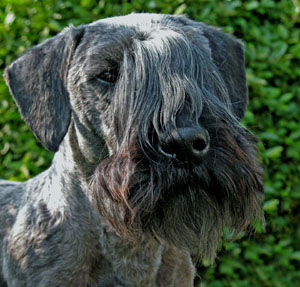 Woodstrode Artus
