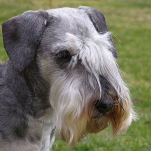 Ridley Kanec