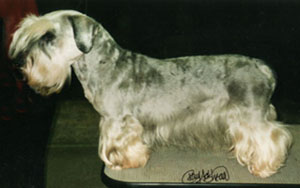 ARBA Ch Ridley Benedict