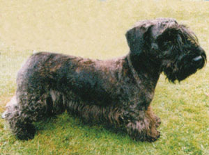 Ridley Lucifer of Blackthorpe