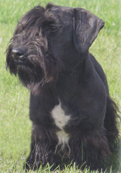 Ridley Rozhodny