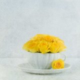 Lemon Roses