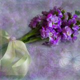 Pretty lilacs