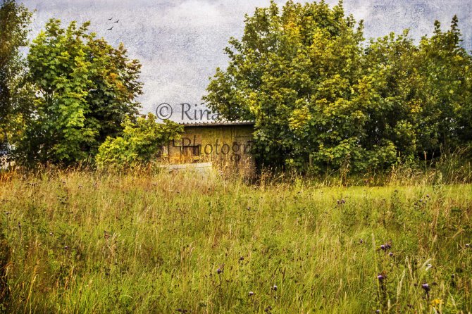 Affetside meadow