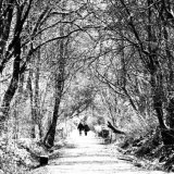 Woodland walk
