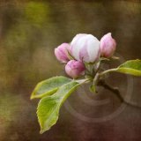 Spring blossom