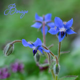Borage