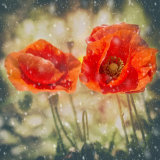 Winter Poppies