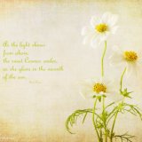 Sweet Cosmos