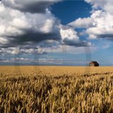 Fields of Gold