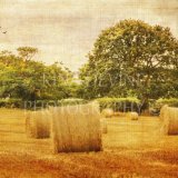 A day in the countryside