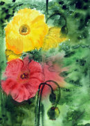 Poppies (Watercolour) by Majorie Robinson