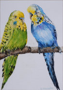 Budgerigars (watercolour) by Rosie Muncaster