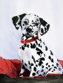 Dalmation Puppy (watercolour) by Rosie Muncaster