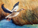 Goose Take-off (watercolour) by Majorie Robinson