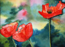 Poppies (watercolour) by Sheila Linkleter