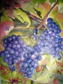 Grapes on the Vine (watercolour) by Rosie Muncaster