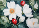 Winner of Postcard Competition by Sheila Linkleter