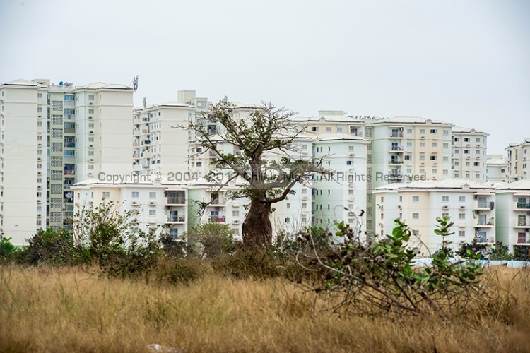 ADANSONIA DIGITATA