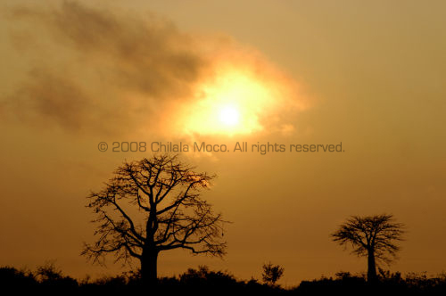 Adansonia Digitata