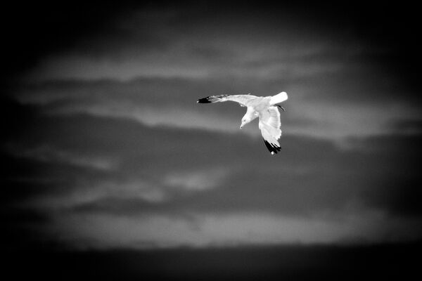 The Seagull
