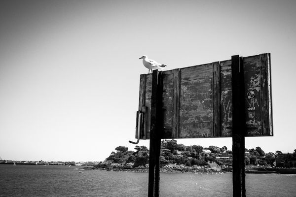 The seagull