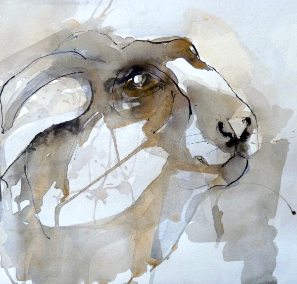A fine head of hare