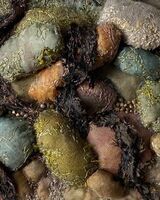 Colours of the Coast