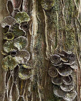 En Route to Mallyan Spout