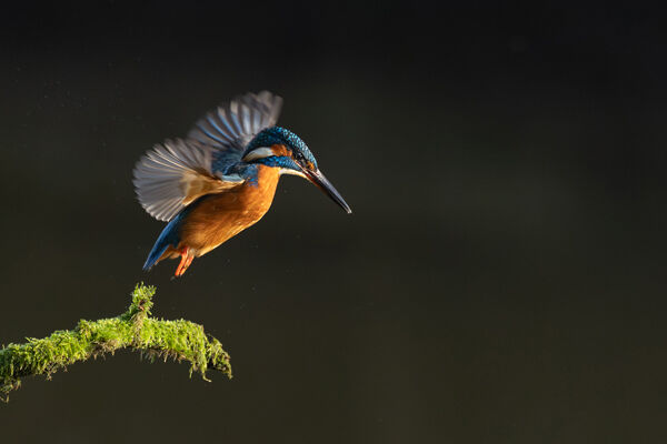 Female Kingfisher