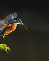 Female Kingfisher