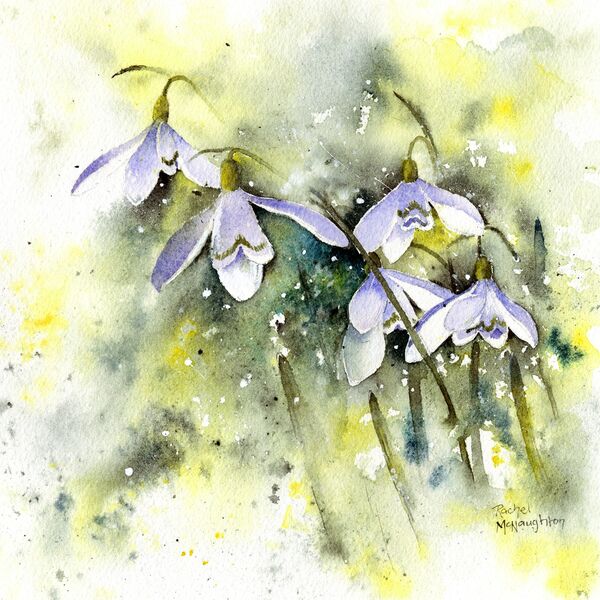 Light and snowdrops