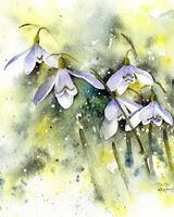 Light and snowdrops