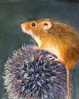 Mouse is Balancing Act