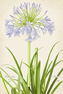 Agapanthus