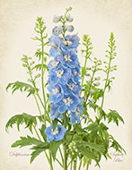 Blue Delphinium