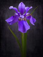 Blue Iris
