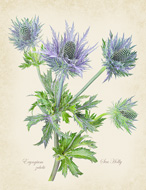 Eryngium 'Sea Holly'
