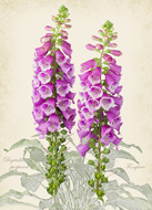 Digitalis 'Foxglove'